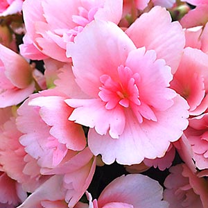 Begonia